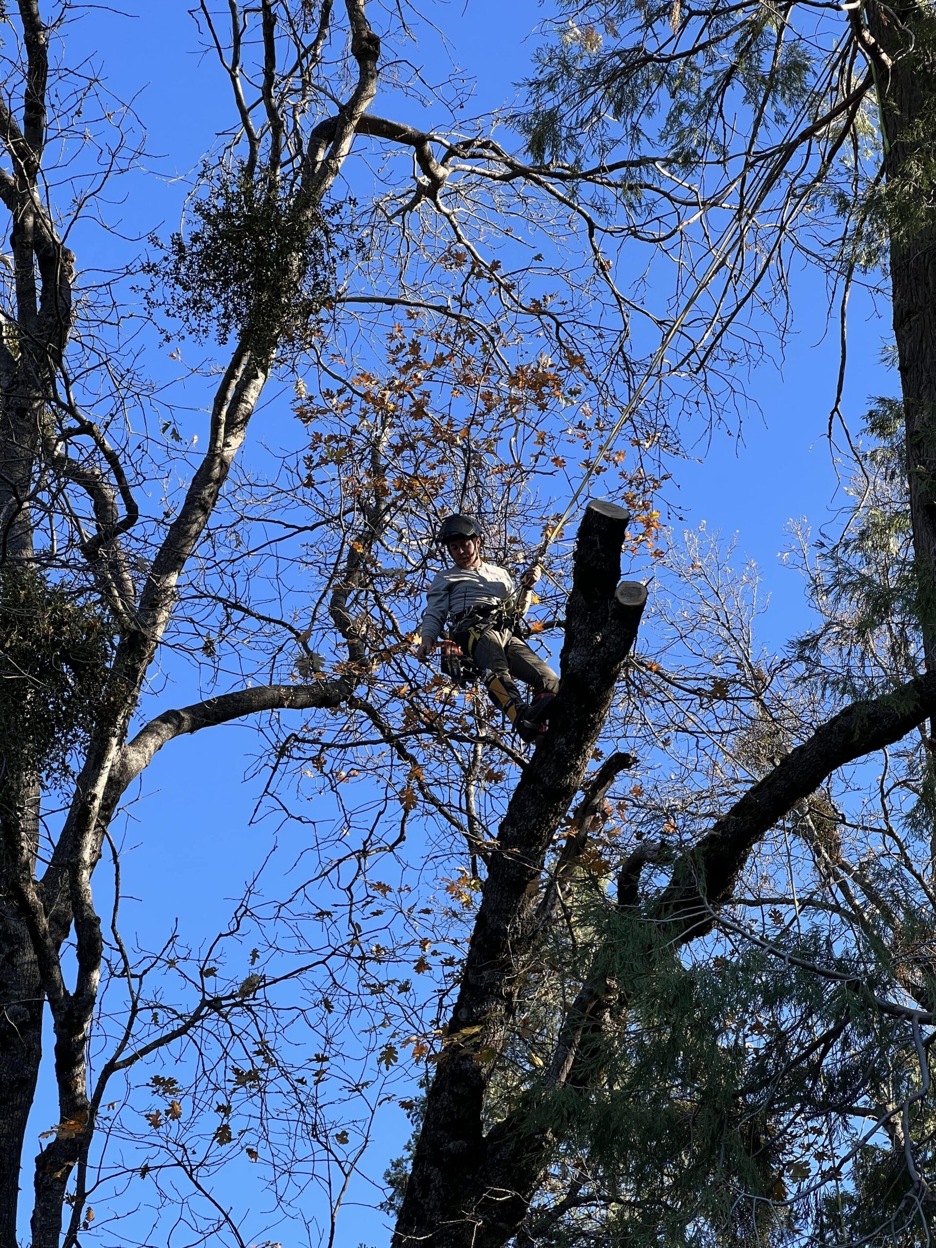 A Watkins climber high in an oak, taking it down in sections