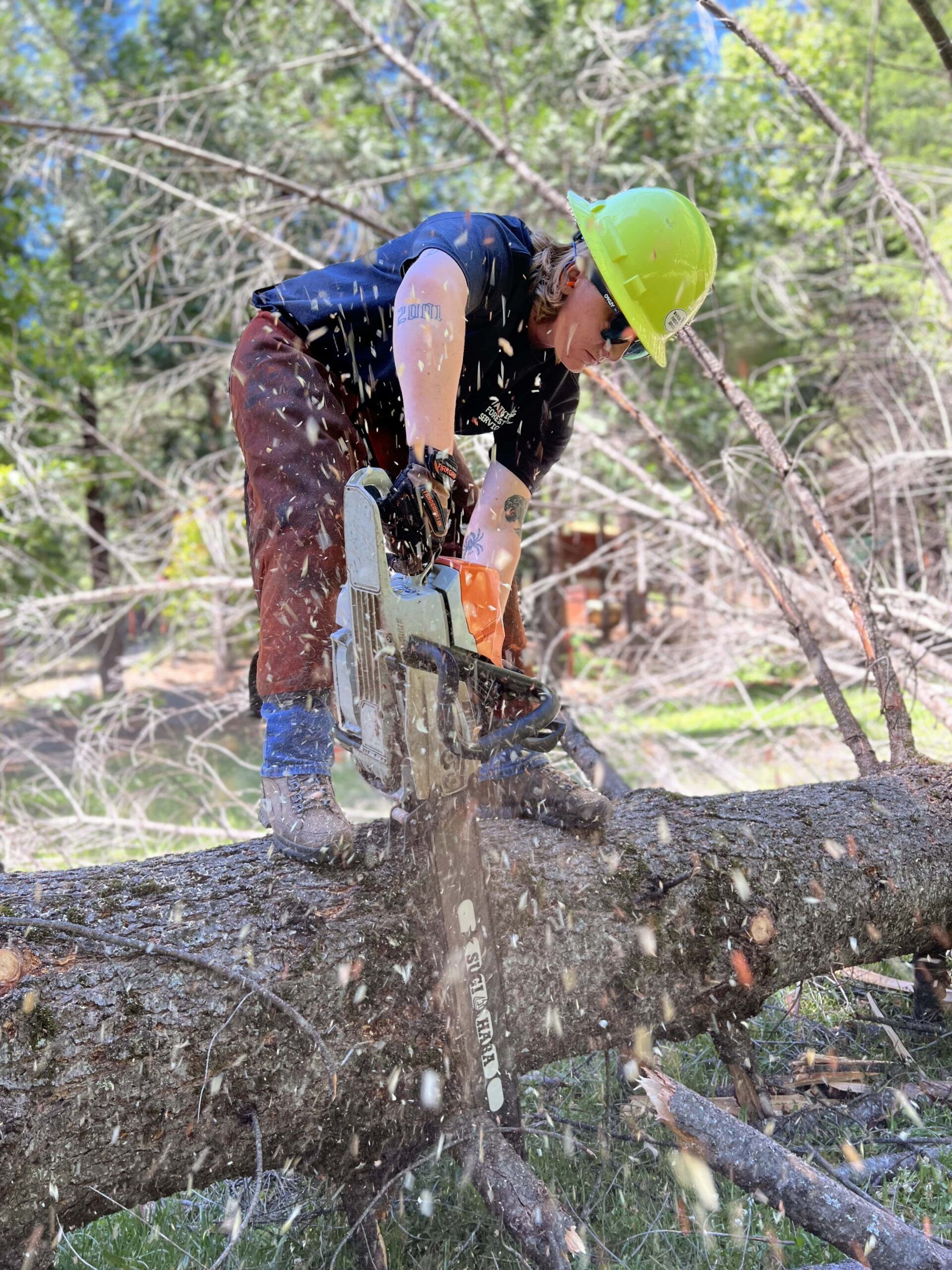 Chainsaw work bucking a fallen conifer, sawdust flying