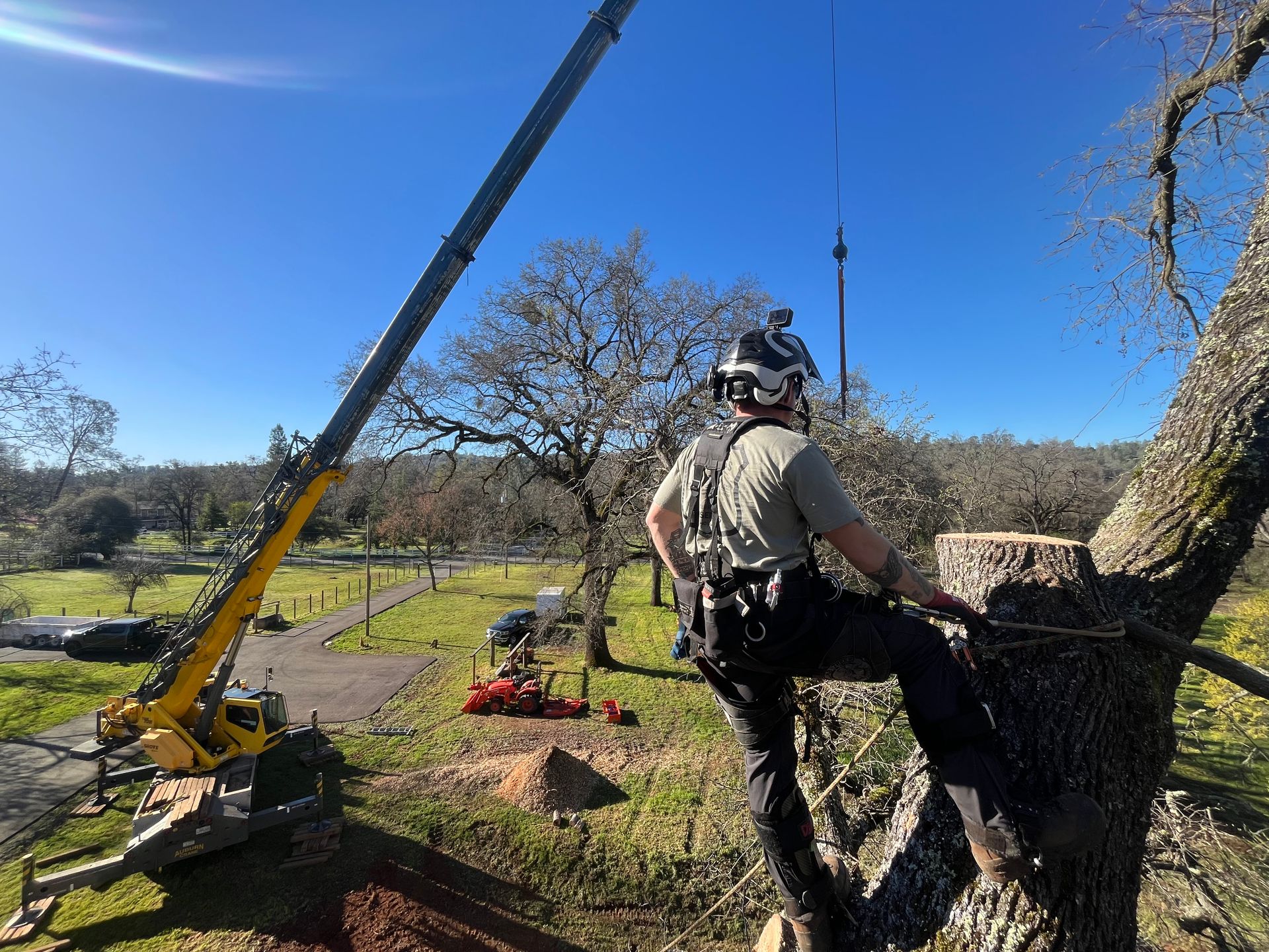A Watkins climber roped into a large oak with a crane rigged alongside