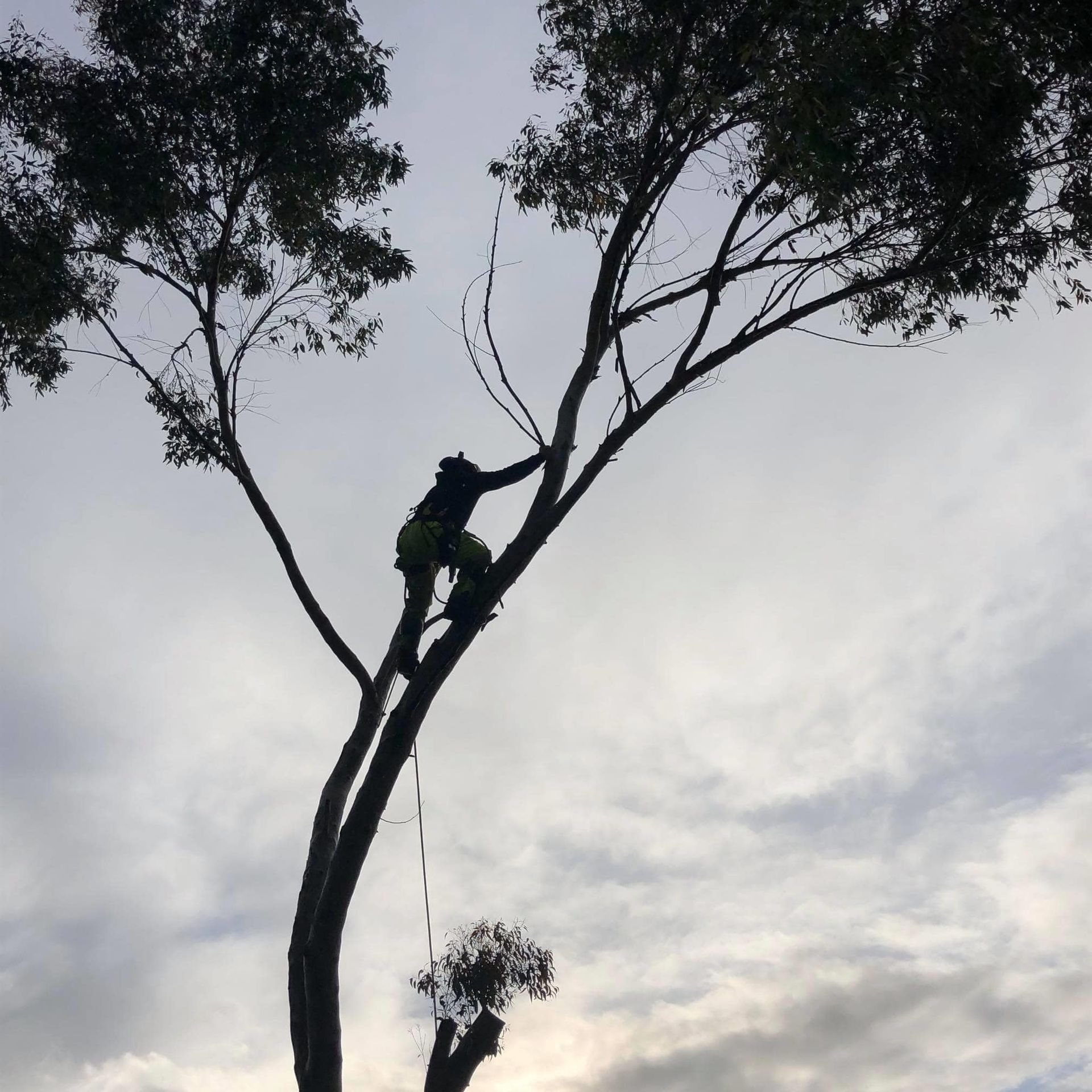 A climber silhouetted in the top of a tree at dusk